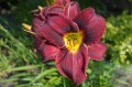 Hemerocallis „Mieszko”