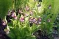 Cypripedium „Gisela”