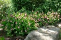 Cypripedium „Gisela”