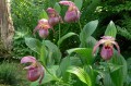 Cypripedium „Lucy Pinkepank”