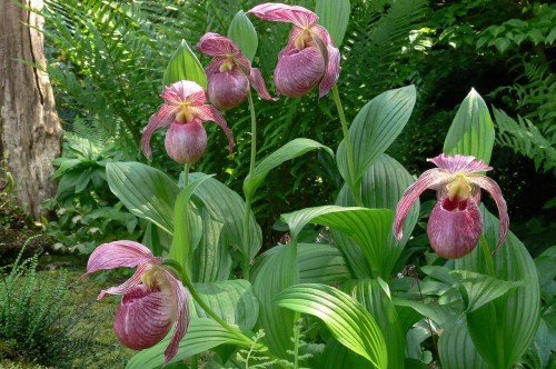 Cypripedium „Lucy Pinkepank”