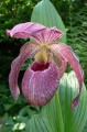 Cypripedium „Lucy Pinkepank”