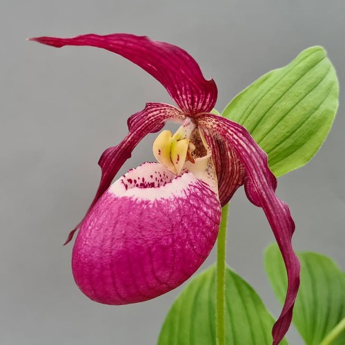 Cypripedium „Philipp Dark”