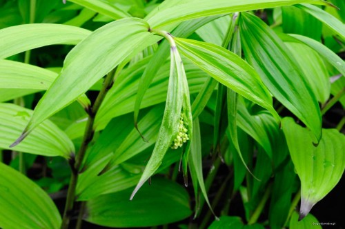 Smilacina japonica