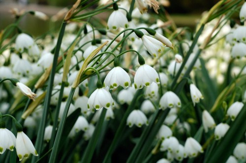 Leucojum aestivum,   fot. flickr.com, użytkownik Men In Black, licencja CC