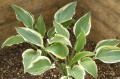 Hosta "Francheska"
fot.Heemskerk