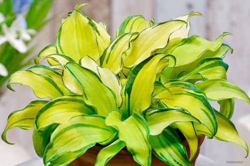 Hosta "Gravity Rocks"
fot. Heemskerk