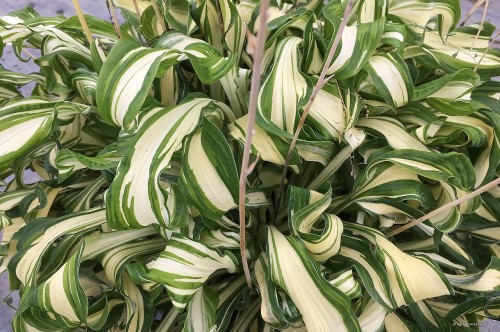 Hosta "Twisted Spearmint"
fot.Heemskerk