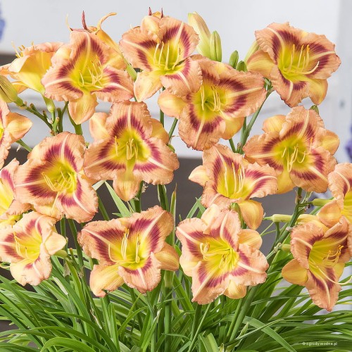 Hemerocallis "London Eye"
