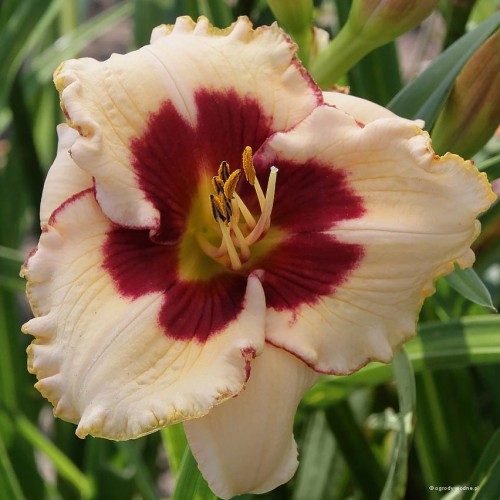 Hemerocallis "Nippon"