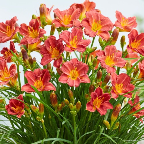 Hemerocallis "Everydaylilly Red"