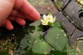 Nymphaea „Pygmaea Alba”