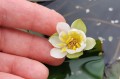 Nymphaea „Pygmaea Alba”