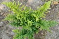 Dryopteris dickinsii "Crispa"