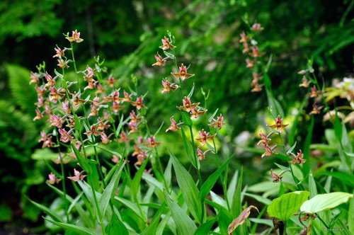 Epipactis veratrifolia