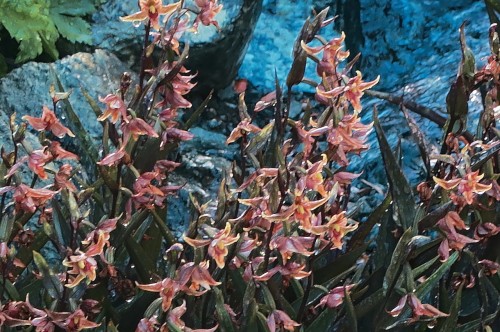 Epipactis gigantea "Serpentine Night", fot. flickr.com, użytkownik John Rusk, licencja CC