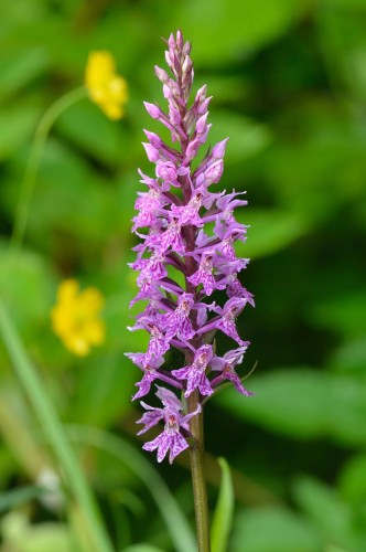 Dactylorhiza fuchsii, fot. autorstwa Ivar Leidus - Praca własna, CC BY-SA 3.0, <a href="https://commons.wikimedia.org/w/index.php?curid=26855972">https://commons.wikimedia.org/w/index.php?curid=26855972</a>