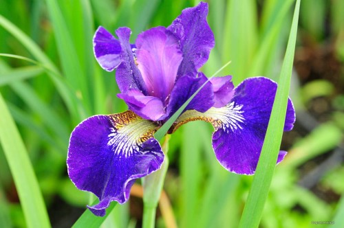Iris sibirica "Harpswell Velvet"