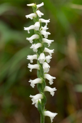 Spiranthes cernua, fot. Eric Hunt - Own work, CC BY-SA 3.0, <a href="https://commons.wikimedia.org/w/index.php?curid=22068917">https://commons.wikimedia.org/w/index.php?curid=22068917</a>