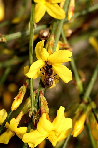 Jasminum nudiflorum