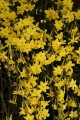 Jasminum nudiflorum