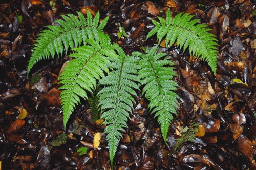 Polystichum yunnanense, fot. flickr.com, użytkownik Nicholas Turland, licencja CC  Nicholas Turland