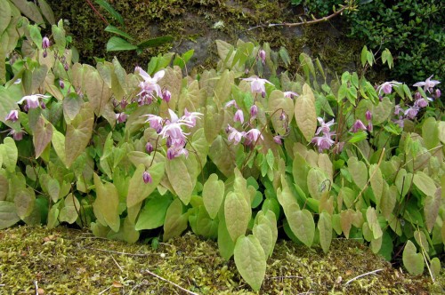 Epimedium youngianum "Roseum", fot. flickr.com, użytkownik Leonor (Elli) Enking, licencja CC