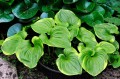 Maianthemum dilatatum "Baby Moon"