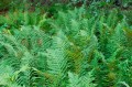 Dryopteris filix-mas