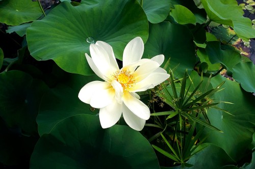 Nelumbo "Perry's Giant Sunburst", fot. D.M.