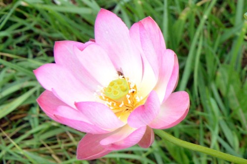 Nelumbo "Spring Rain in Linan", fot. D.M.