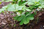 Podophyllum peltatum - stopowiec tarczowaty