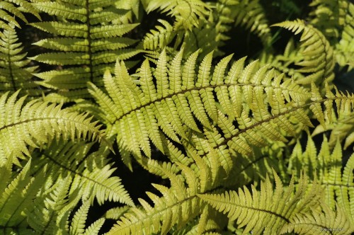 Dryopteris wallichiana "Jurassic Gold"