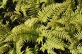 Dryopteris wallichiana "Jurassic Gold"