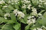 Allium ursinum - czosnek niedźwiedzi