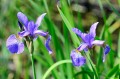 Iris sibirica "Percheron"