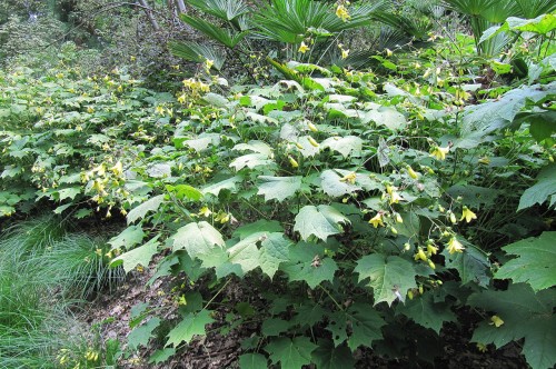 Kirengeshoma palmata, fot. flickr.com, użytkownik Leonora Ellie Enking, licencja CC