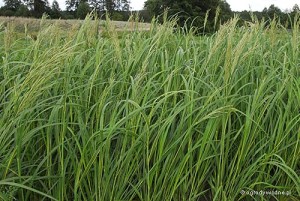 Spartina pectinata „Aureomarginata” - spartina grzebienista