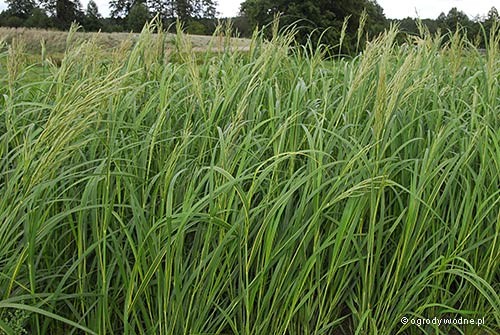 Spartina pectinata „Aureomarginata”