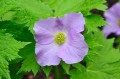 Glaucidium palmatum