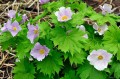 Glaucidium palmatum