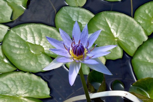Nymphaea „Colorata” - lilia wodna, grzybień, fot. DM