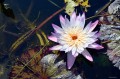 Nymphaea "Avalanche”, fot. DM