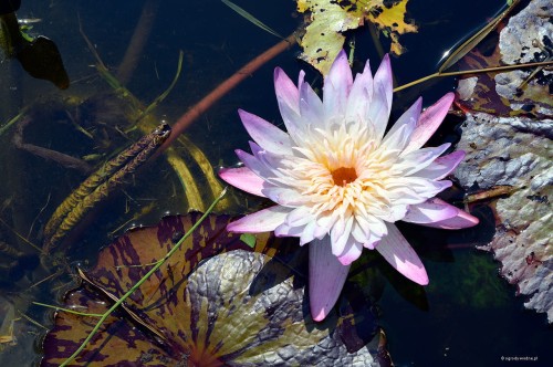 Nymphaea "Avalanche”, fot. DM