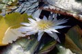 Nymphaea "Avalanche”, fot. DM