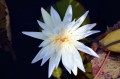 Nymphaea "Avalanche”, fot. DM
