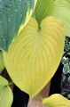 Hosta "Gabriel's Horn"