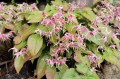 Epimedium "Pretty in Pink"