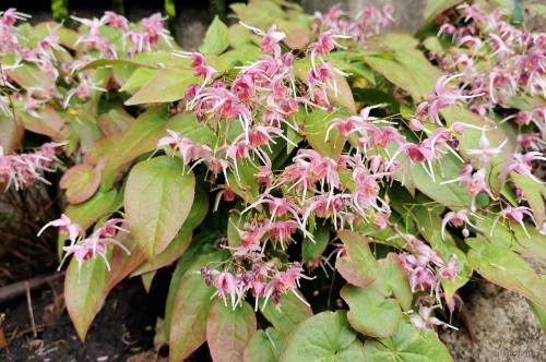 Epimedium "Pretty in Pink"