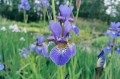 Iris sibirica "Percheron"